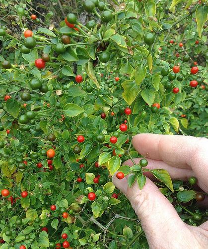 Pequin pepper Foraging Texas Chile Pequin