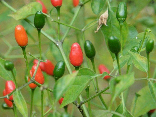 Pequin pepper Numex Bailey or heirloom Pequin Hot Pepper Talk The Hot Pepper