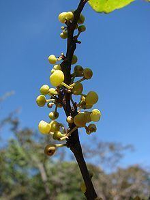 Pera (plant) httpsuploadwikimediaorgwikipediacommonsthu