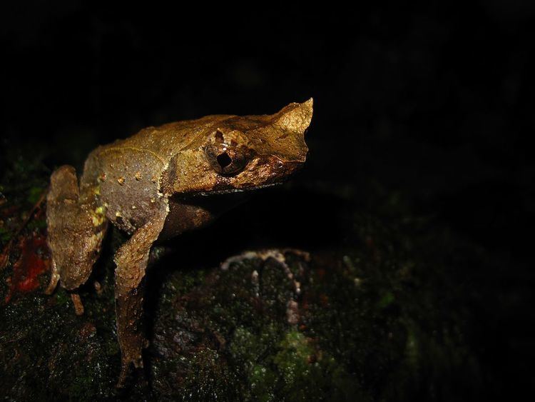 Perak horned toad