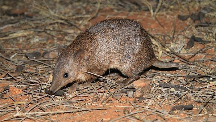 Peramelidae family Peramelidae bandicoots mammals Pinterest Families