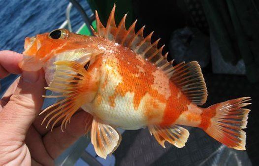 Perch Reef Ocean Perch Helicolenus percoides Richardson 1842