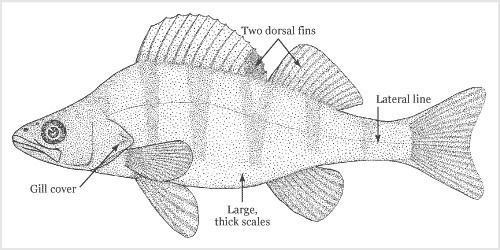 Percidae Percidae features Coarse fish Te Ara Encyclopedia of New Zealand