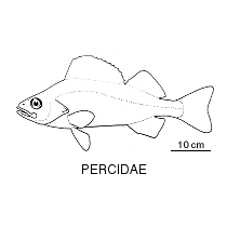 Percidae fishesofaustralianetauimagesfamilypercidaegif