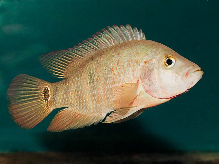 Perciformes Profiles index perciformes Fish Tanks and Ponds
