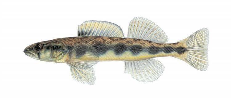 Percina maculata Fishes of Texas Percina maculata