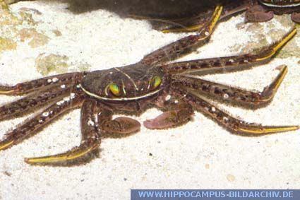 Percnon gibbesi Percnon gibbesi alias Sally Lightfoot Crab Hippocampus Bildarchiv