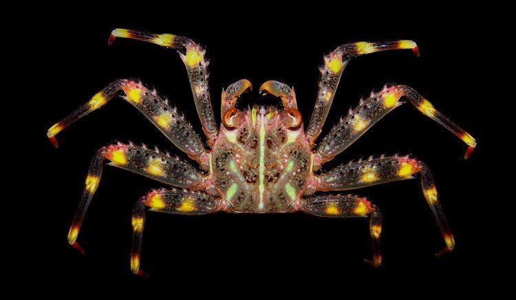 Percnon gibbesi Crab Database Crabs Species Percnon gibbesi