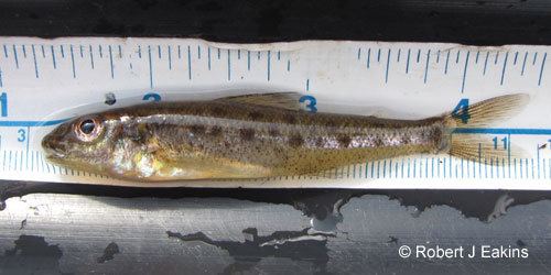 Percopsis omiscomaycus Ontario Freshwater Fishes Life History Database Species Detail