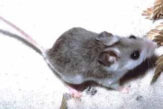 Perdido Key beach mouse Perdido Key Beach Mouse Outdoor Alabama