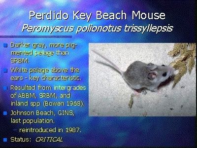 Perdido Key beach mouse Perdido Key Beach Mouse