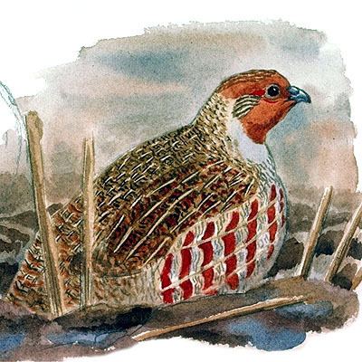 Perdix Partridge Iberian subspecies Perdix perdix hispaniensis