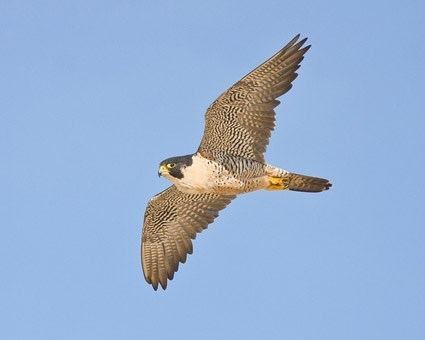 Peregrine falcon httpswwwallaboutbirdsorgguidePHOTOLARGEpe