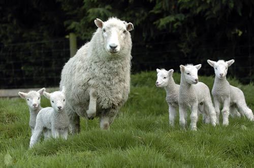 Perendale A fertile Perendale Sheep farming Te Ara Encyclopedia of New Zealand