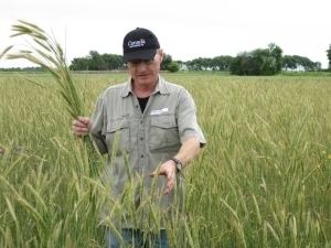 Perennial grain wwwumanitobacaoutreachnaturalagricultureimage