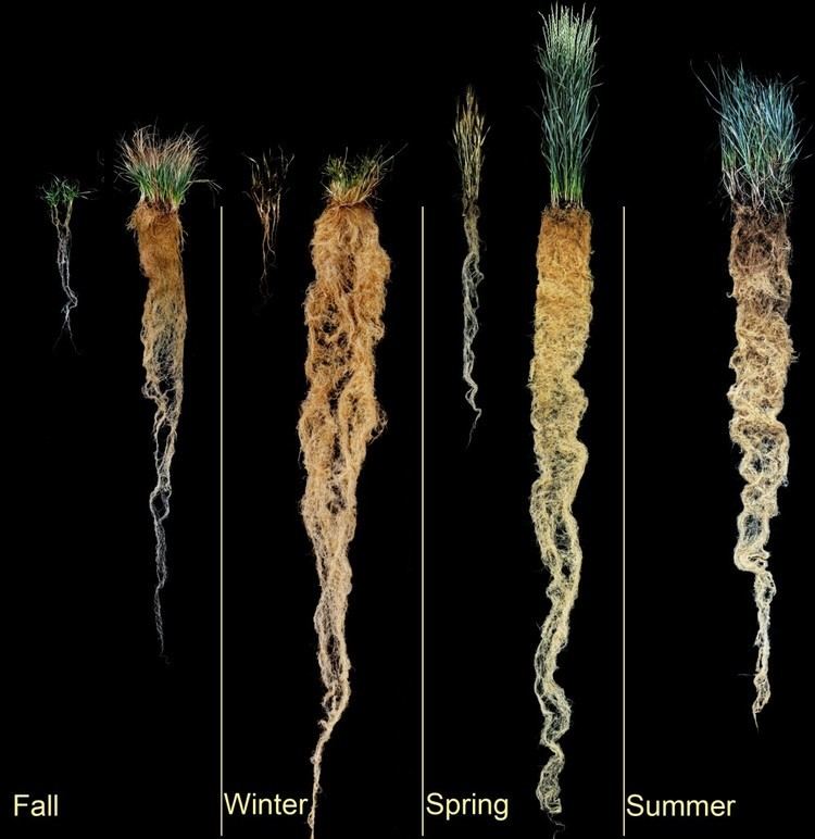 Perennial grain Perennial Grains Connecting and informing farmers researchers