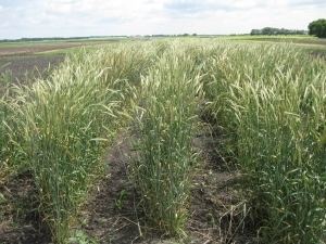 Perennial grain University of Manitoba Natural Systems Agriculture Perennial Grain