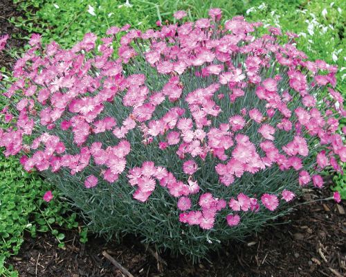 Perennial plant Perennial Plants Flower Transplant Perennials