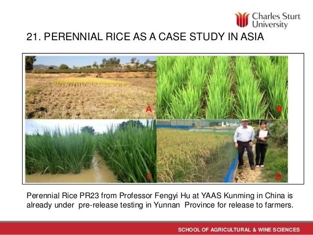 Perennial rice Systems Approaches for Perennial Crops Case Studies from Perennial W
