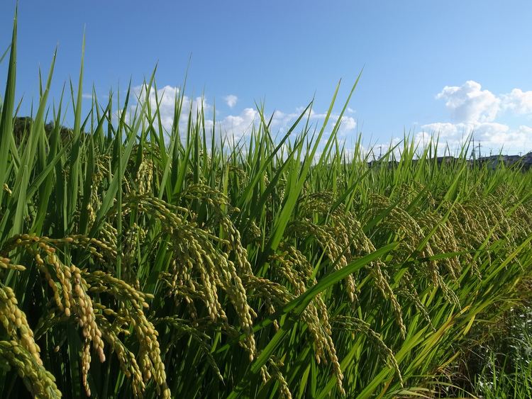 Perennial rice Perennial Rice Earth Wise