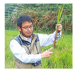 Perennial rice Chinese Scientists Develop Perennial Rice A ClimateFriendly