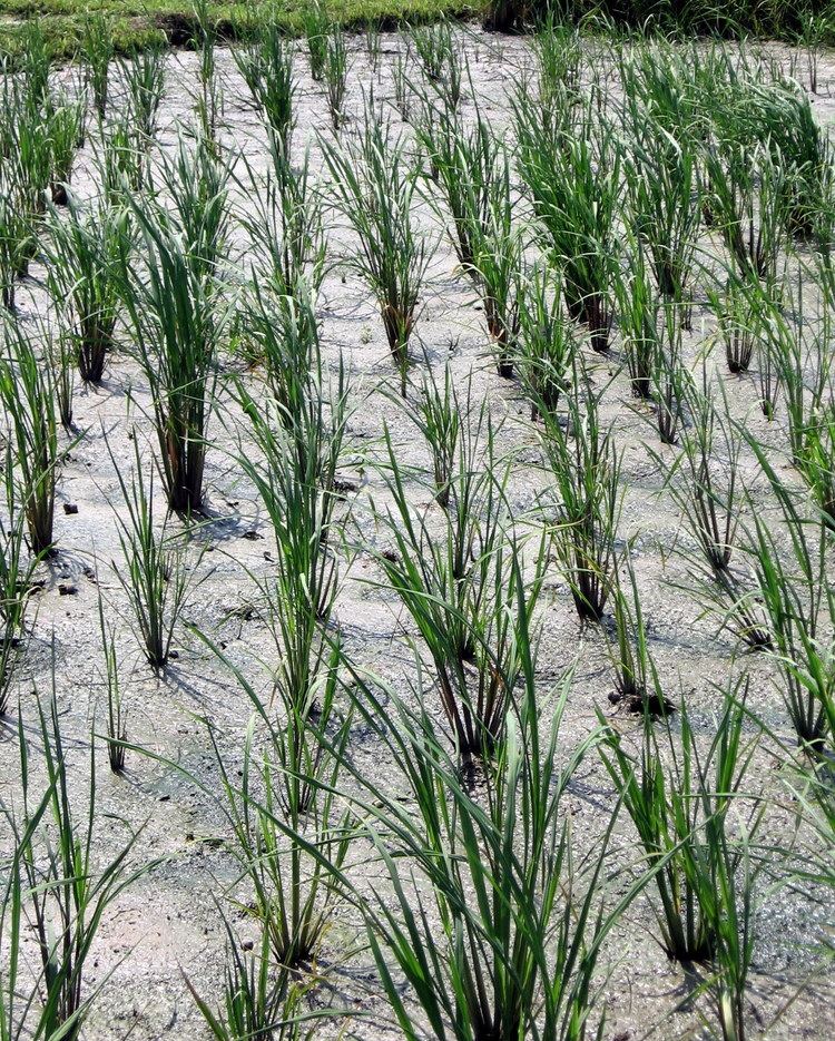 Perennial rice Perennial rice Wikiwand