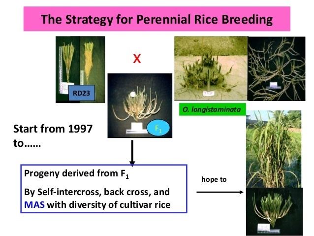 Perennial rice httpsimageslidesharecdncomfengyihu150916135