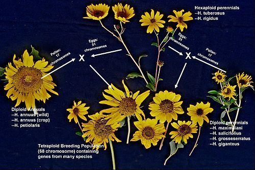 Perennial sunflower Perennial sunflower Wikipedia