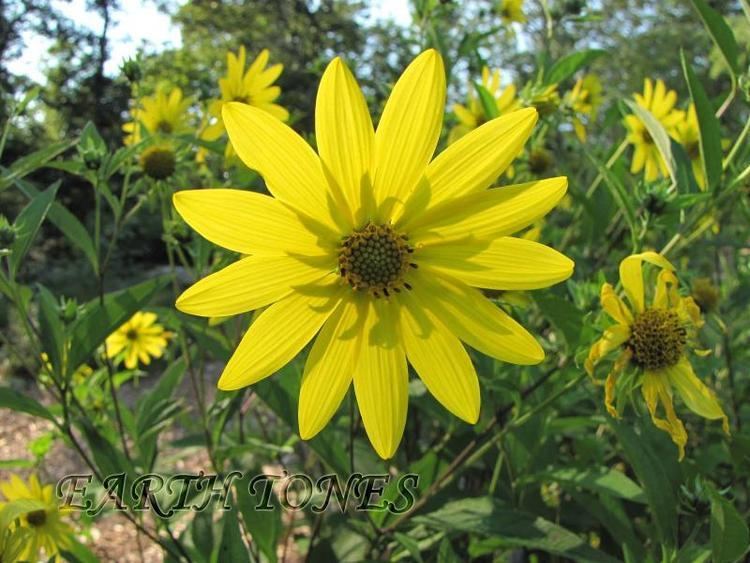 Perennial sunflower Perennial Sunflower Helianthus Lemon Queen perennials