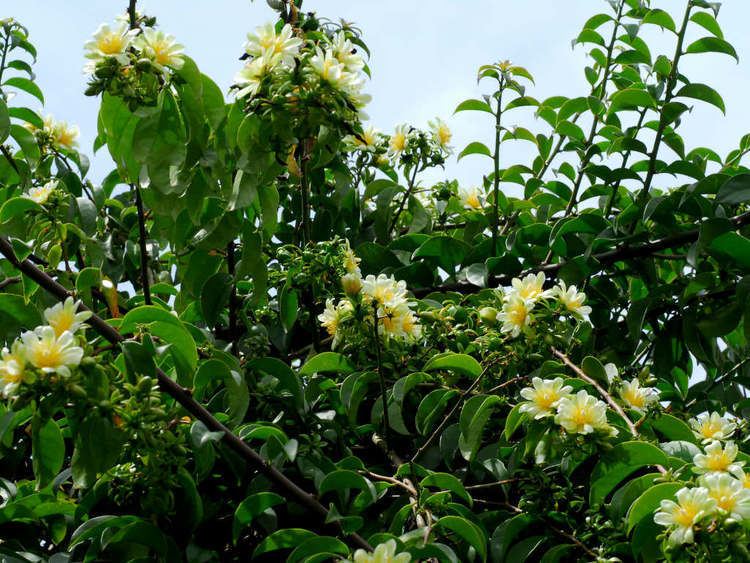 Pereskia aculeata Pereskia aculeata Barbados Gooseberry World of Succulents