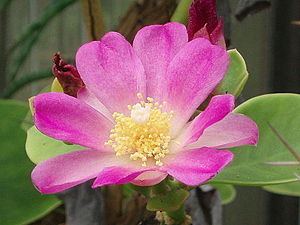 Pereskia bahiensis httpsuploadwikimediaorgwikipediacommonsthu