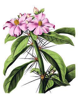 Pereskia grandifolia httpsuploadwikimediaorgwikipediacommonsthu