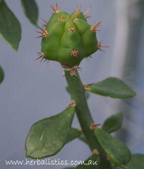 Pereskiopsis Pereskiopsis spathulata plant Herbalistics