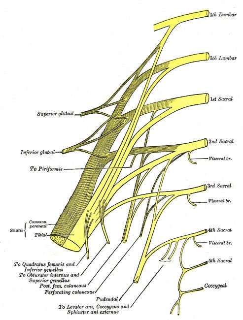 Perforating cutaneous nerve