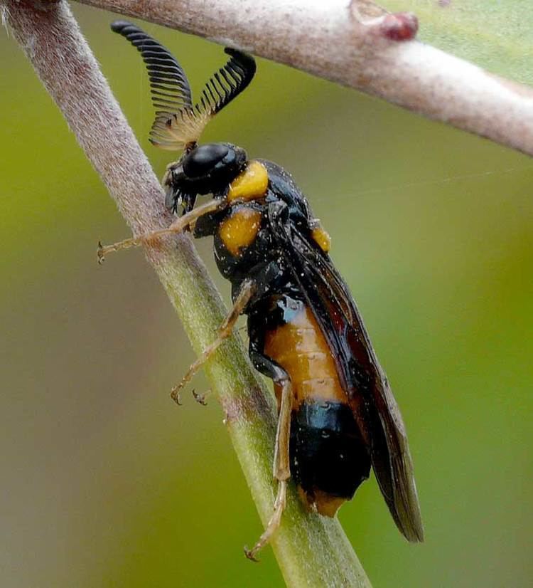 Pergidae Sawflies PERGIDAE