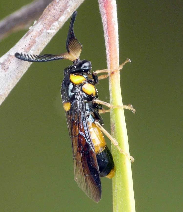 Pergidae Sawflies PERGIDAE