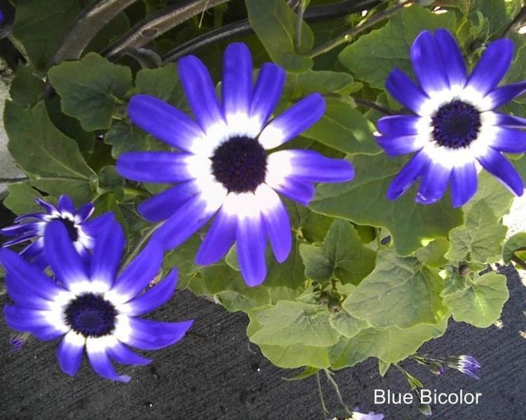 Pericallis × hybrida lookingatplantscomyahoositeadminassetsimag