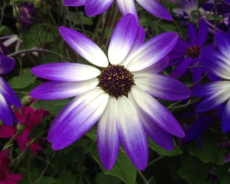 Pericallis GardensOnline Pericallis Hybrids syn Cineraria cruentus