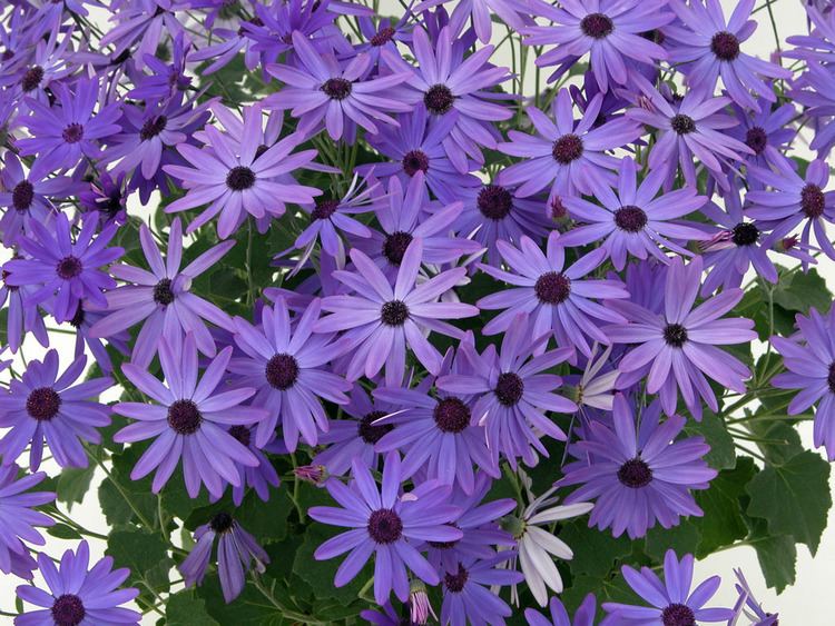 Pericallis Now there is an Alternative to Impatiens Senetti Pericallis