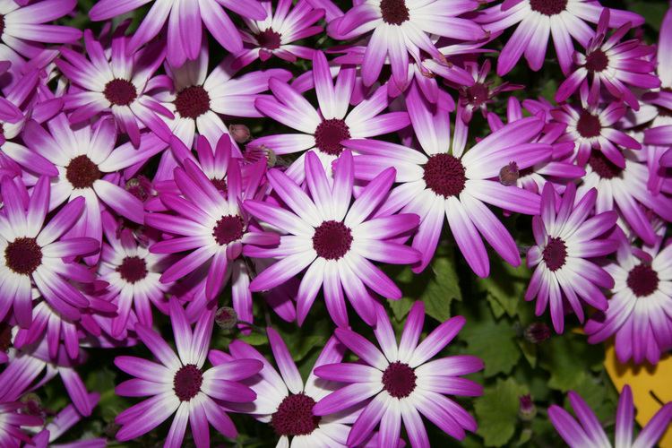 Pericallis Plant Senetti pericallis for coolweather blooms Mississippi State