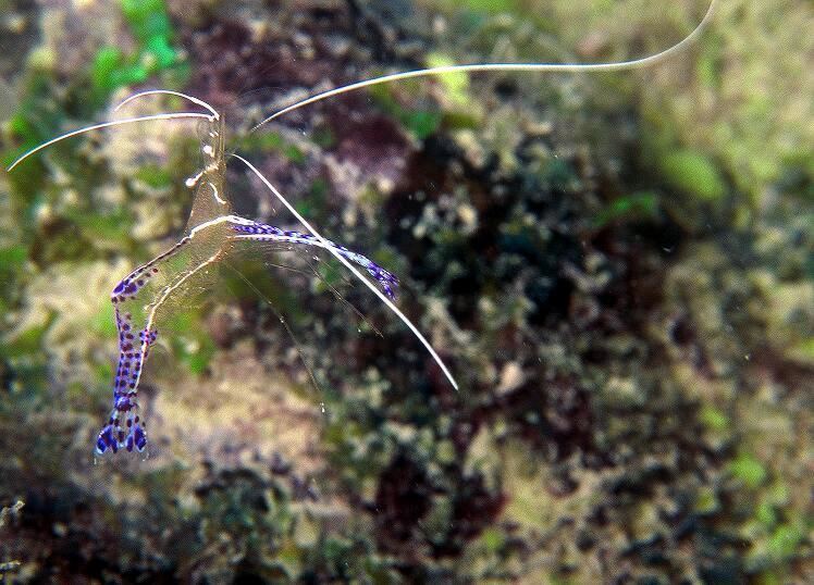 Periclimenes Periclimenes anthophilus Symbiotic cleaner shrimp