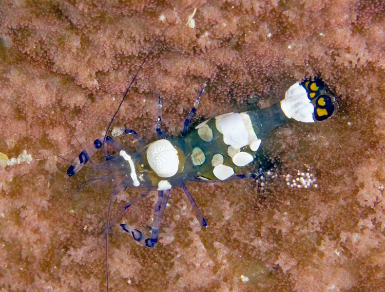 Periclimenes Photos of commensal shrimps family Palaemonidae