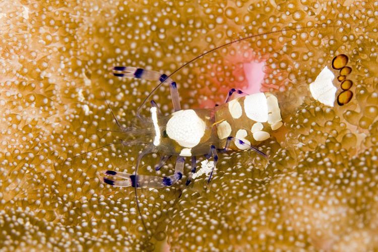 Periclimenes Photos of commensal shrimps family Palaemonidae
