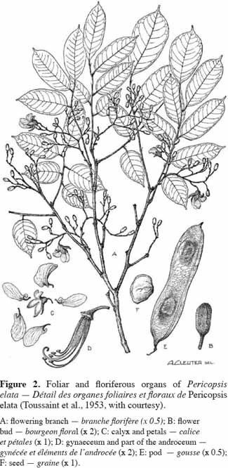 Pericopsis elata Ecology and management of Pericopsis elata Harms Meeuwen Fabaceae
