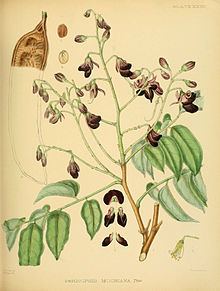 Pericopsis mooniana httpsuploadwikimediaorgwikipediacommonsthu