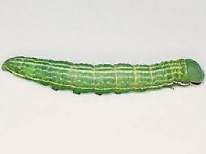 Peridea angulosa mothphotographersgroupmsstateeduFiles1LiveMQ