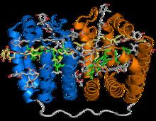 Peridinin-chlorophyll-protein complex httpsuploadwikimediaorgwikipediacommonsthu