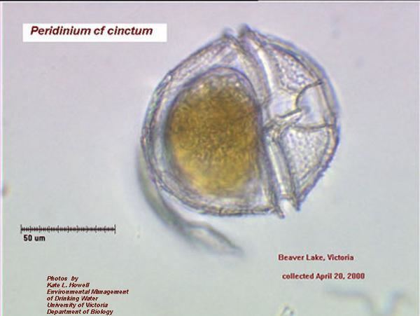 Peridinium Catalogue of Organisms The State of Peridinium