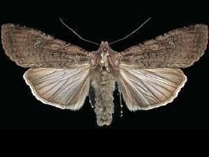 Peridroma Moth Photographers Group Peridroma saucia 10915