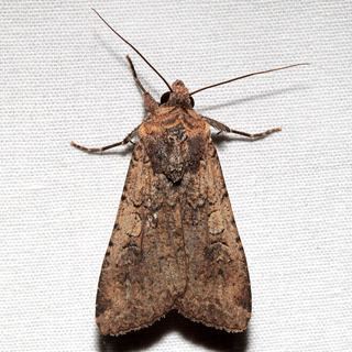 Peridroma saucia Peridroma saucia Variegated Cutworm Moth Discover Life